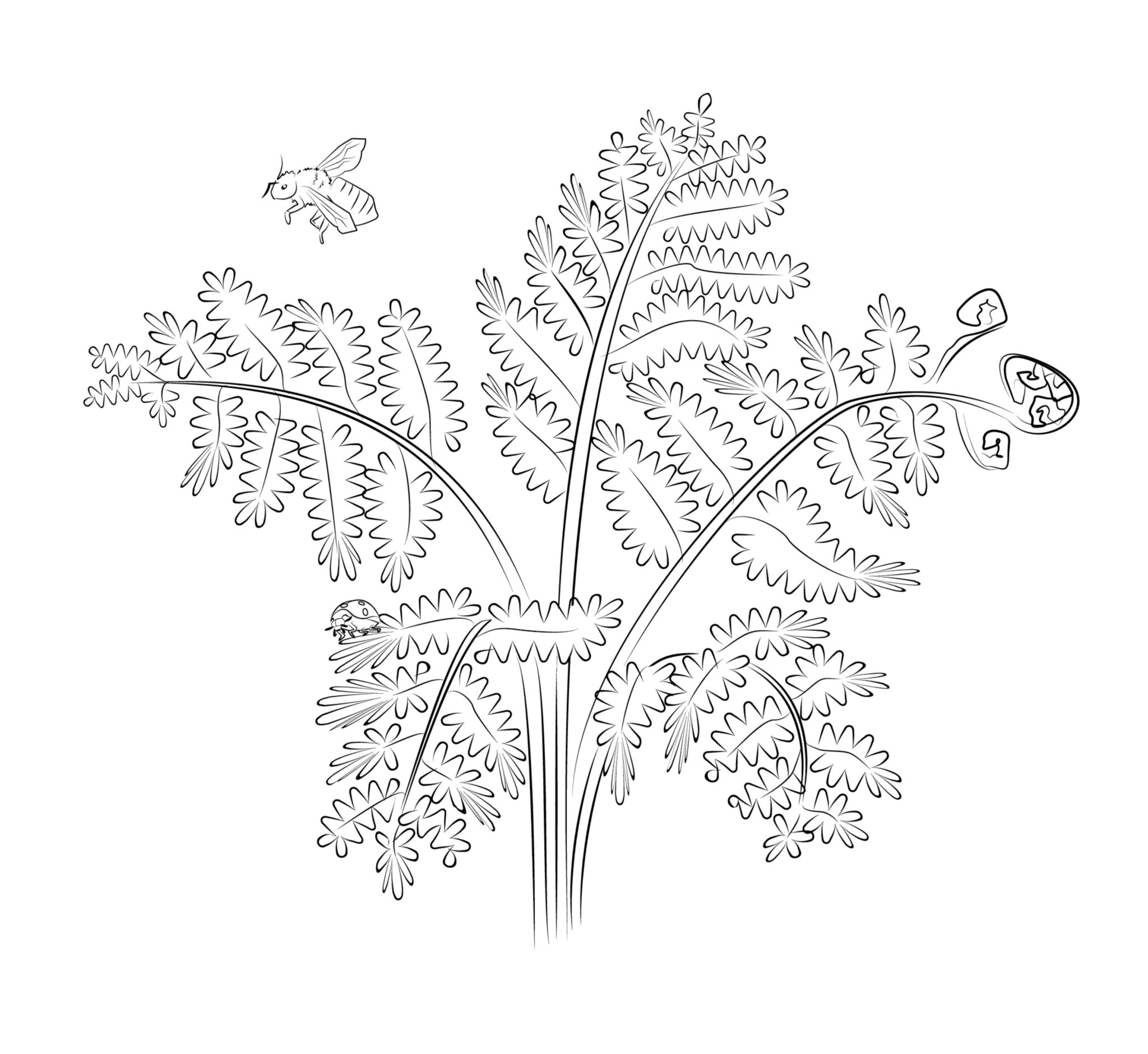 botanische illustratie, de varen